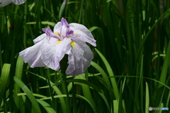 花菖蒲