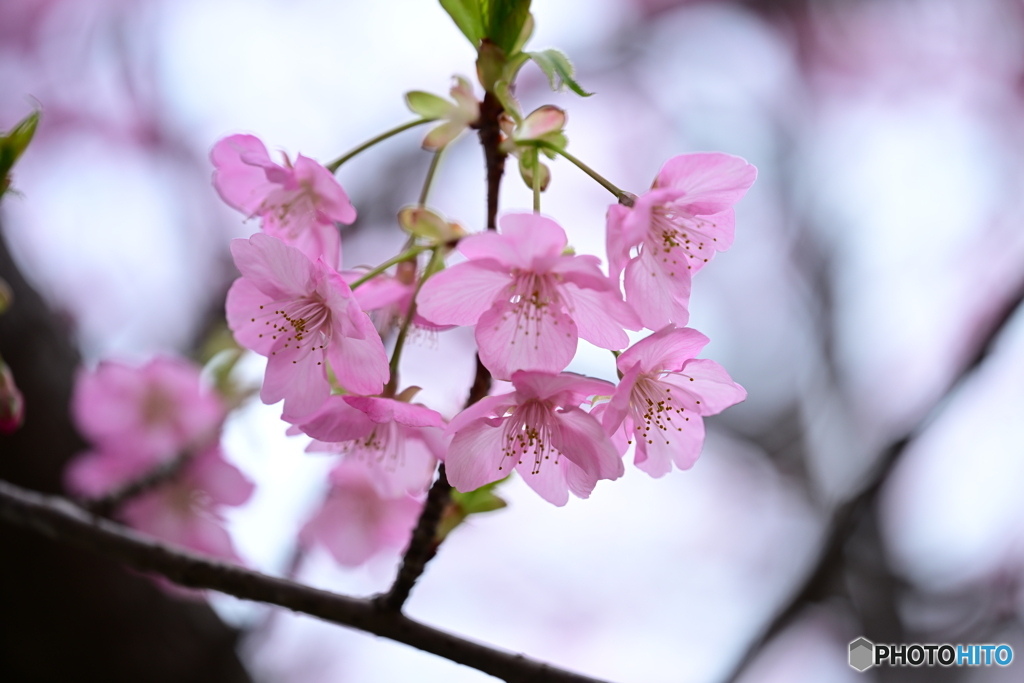 河津桜