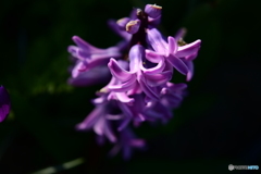 ヒアシンス