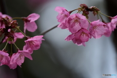 横浜寒緋桜