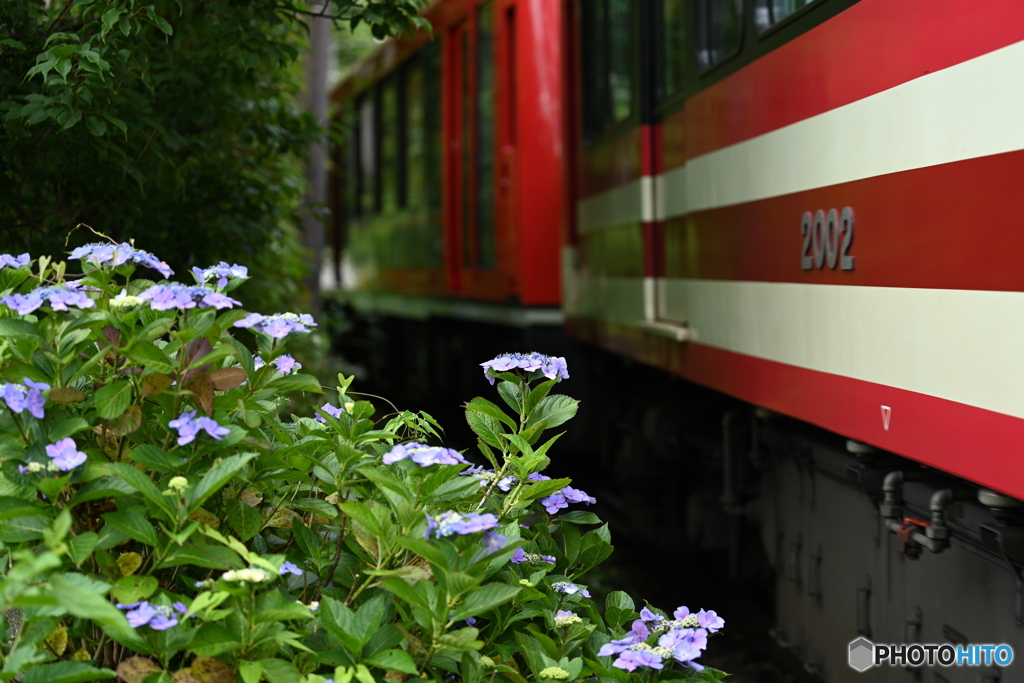 あじさい電車