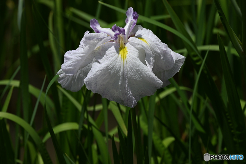 花菖蒲の乙女