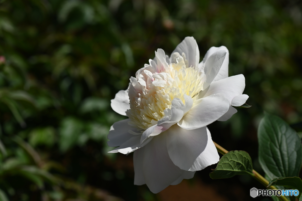 芍薬