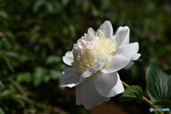 芍薬