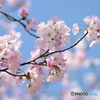 染井吉野