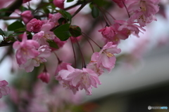 海棠の花