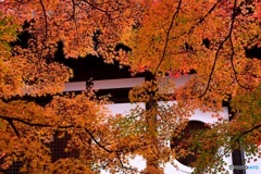 京紅葉