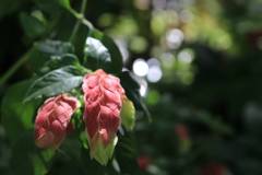 IMG_1369