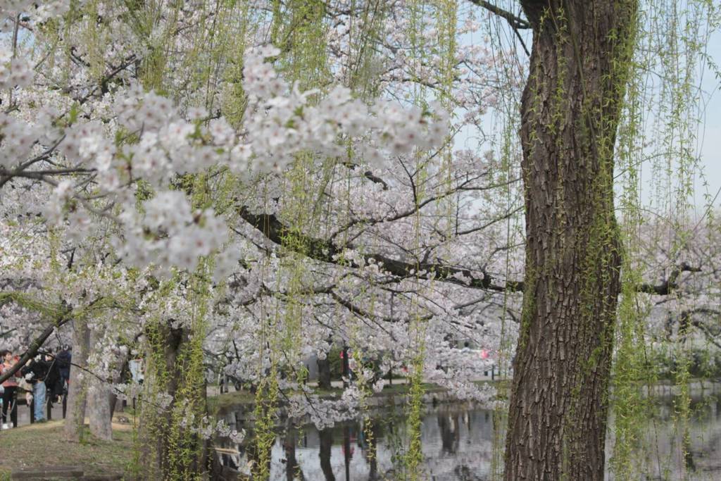 IMG_1396