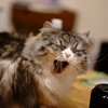 あくびをする猫