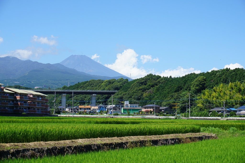 富士山と夏の田園風景