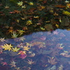 池の紅葉