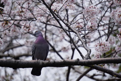 桜と鳩さん