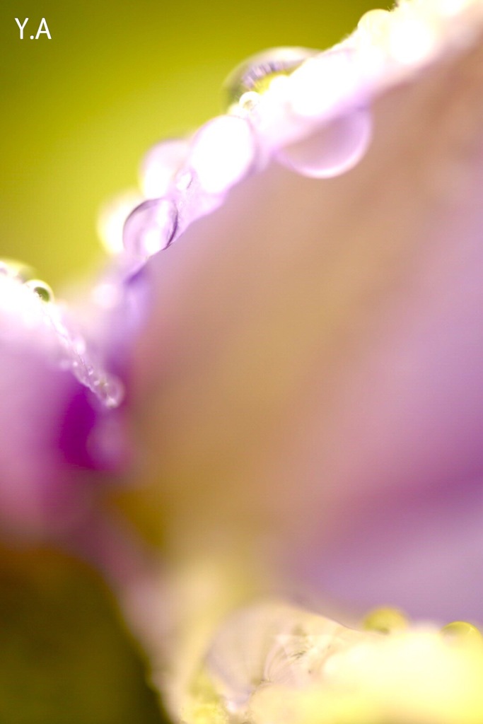 雨の中で咲く