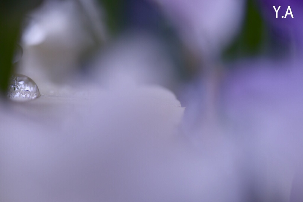 花の涙