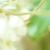 純白のドレス