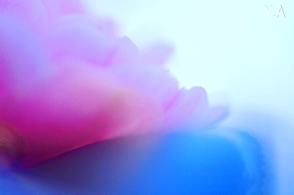 光の中で咲く