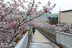 花満開