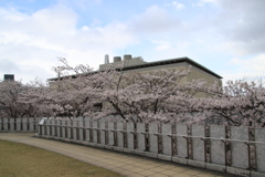 花満開