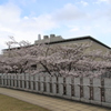 花満開