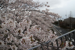 花満開