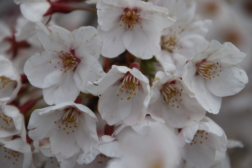 花満開