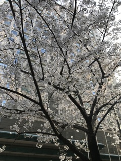 港区のサクラ