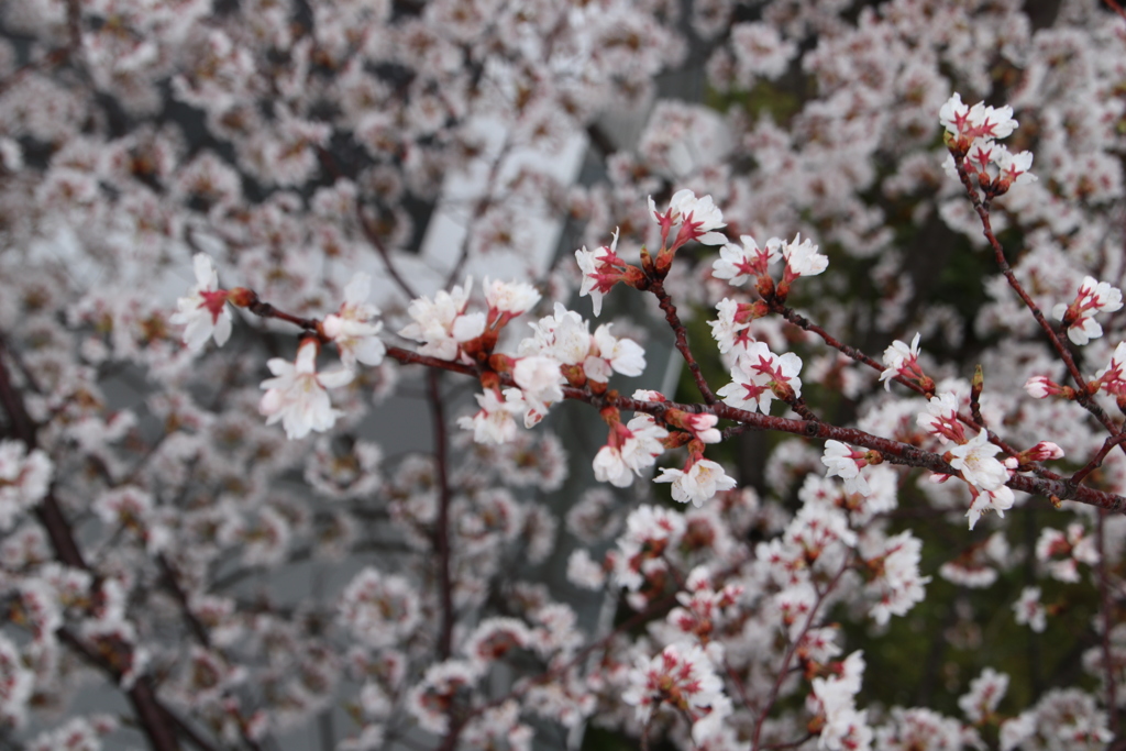 花満開