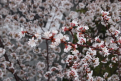 花満開