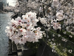 茅場町のサクラ