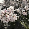 茅場町のサクラ