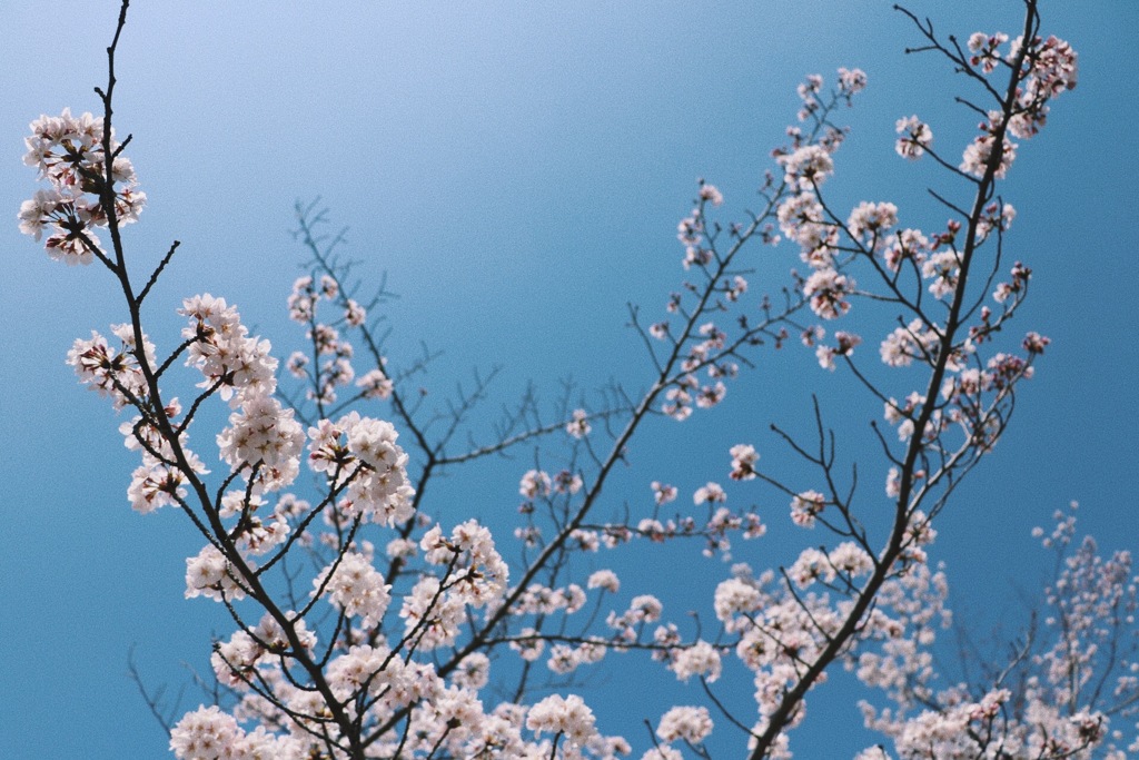 清水の桜