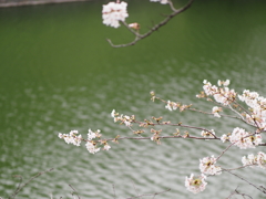千鳥ヶ淵周辺散策その９