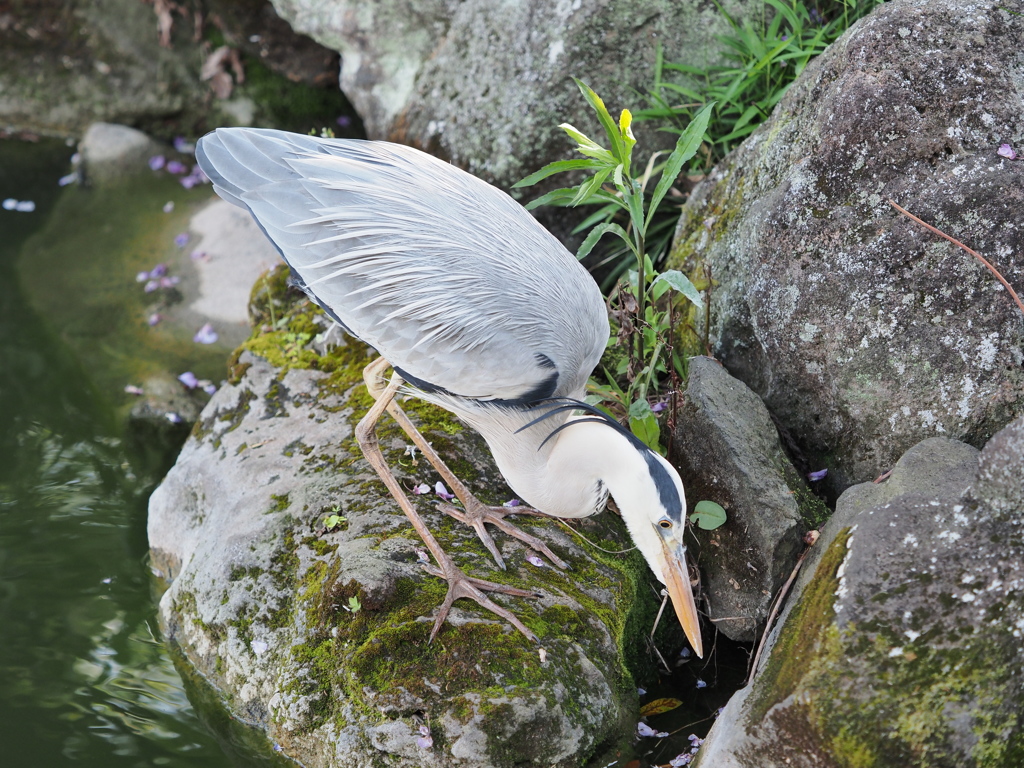 亀戸天神のサギその１