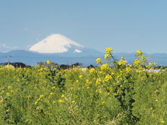 ソレイユの丘その１