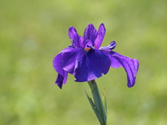 堀切水辺公園その４