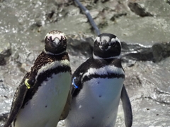 ペンギンその6