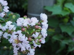 近所の花その３