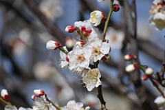 公園の梅その９