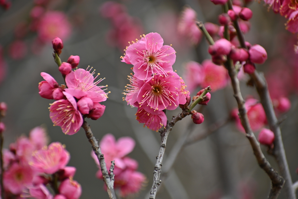 公園の梅試し撮りその８