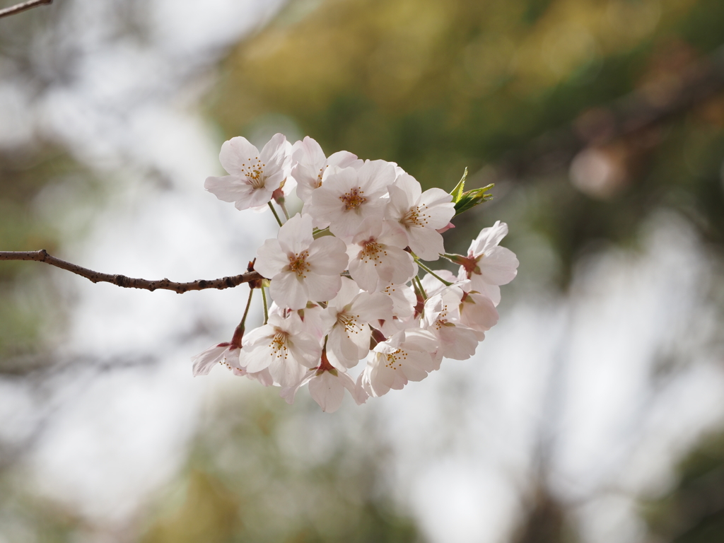 公園の桜その６