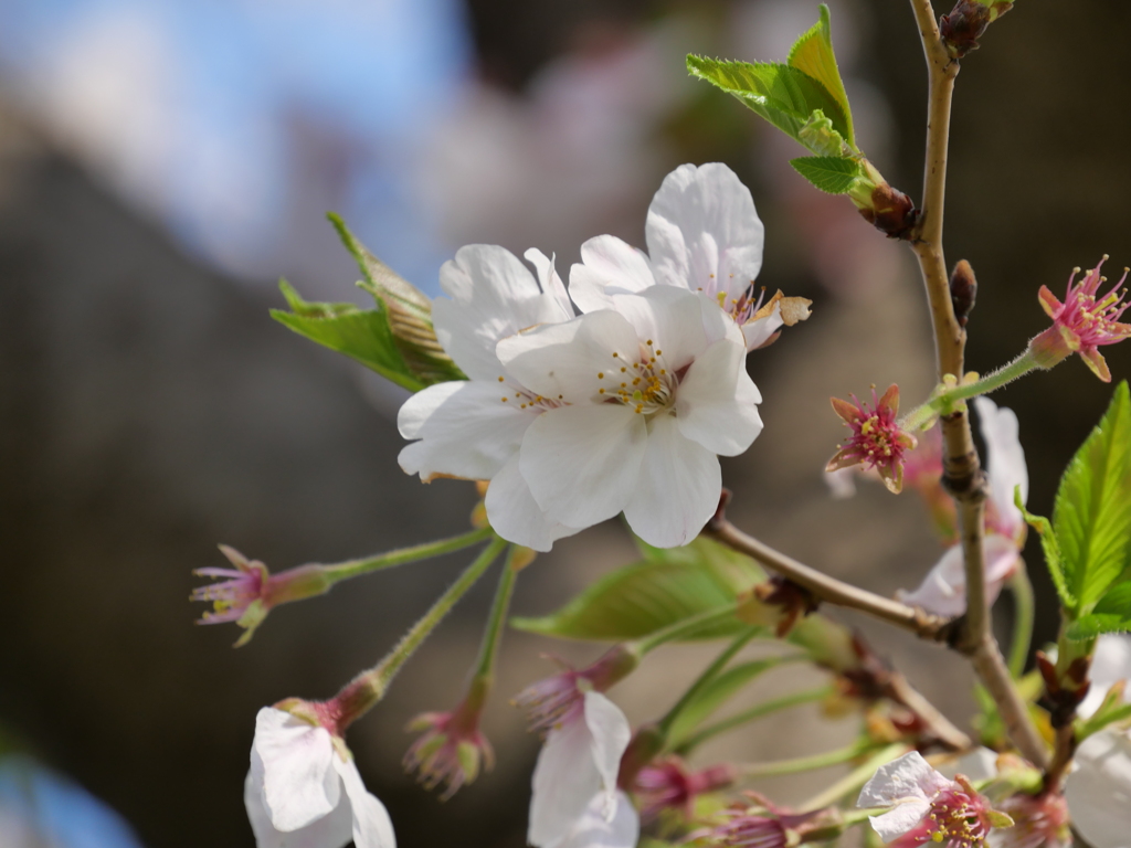 桜その９