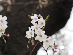 公園の桜その８