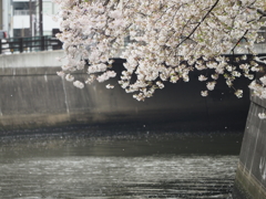 京急蒲田駅周辺の桜その１７
