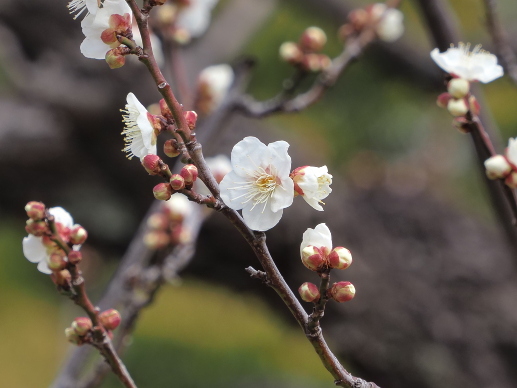 浜離宮恩賜公園の梅の花その５