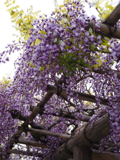 亀戸天神藤棚その６