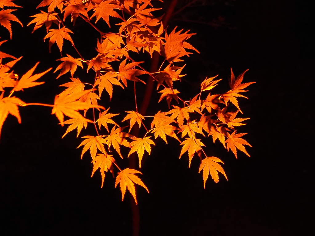 八芳園イルミネーションその１５