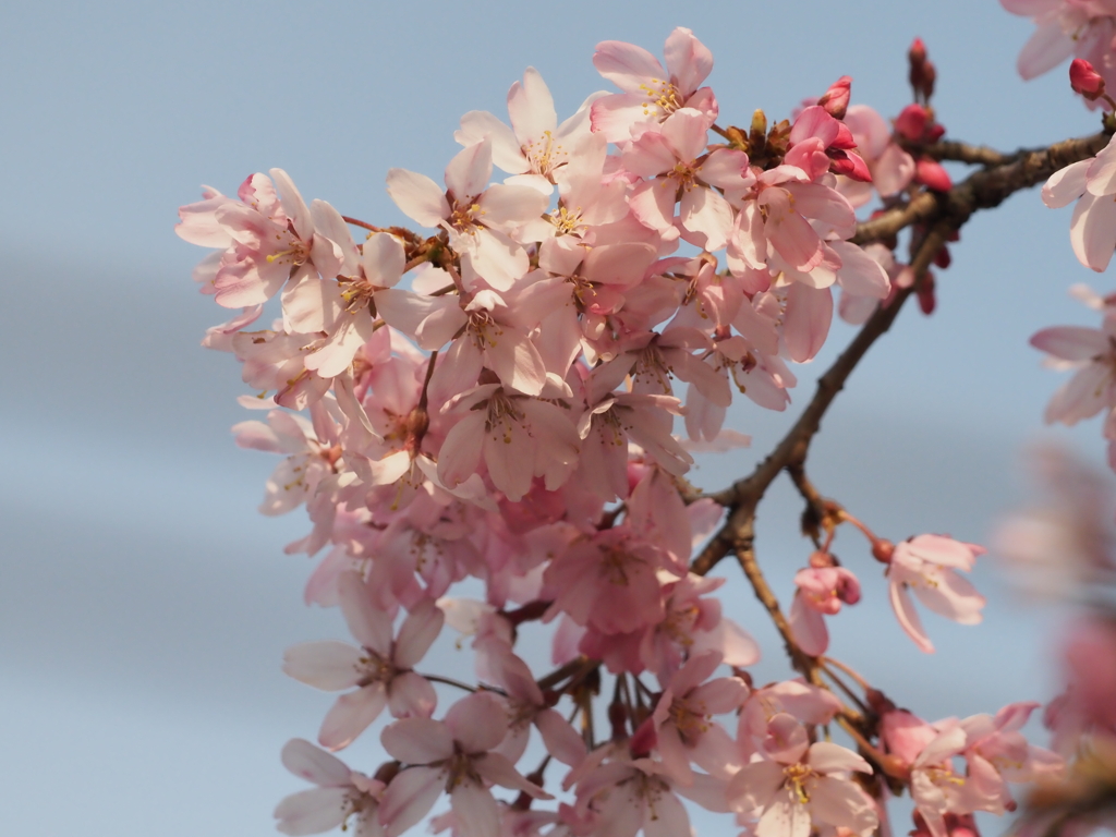 しだれ桜その３