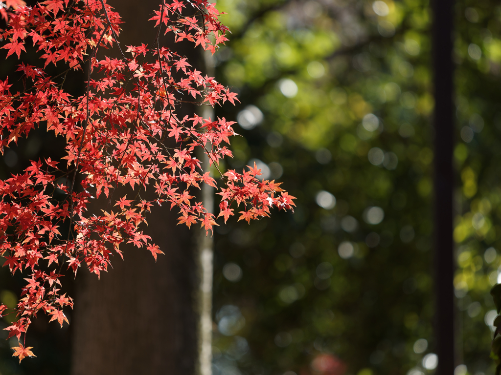 紅葉その１５