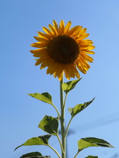 ひまわりその１９